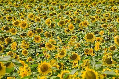 一战机甲RTS《钢铁收割》宣布“世界地图战役”更新